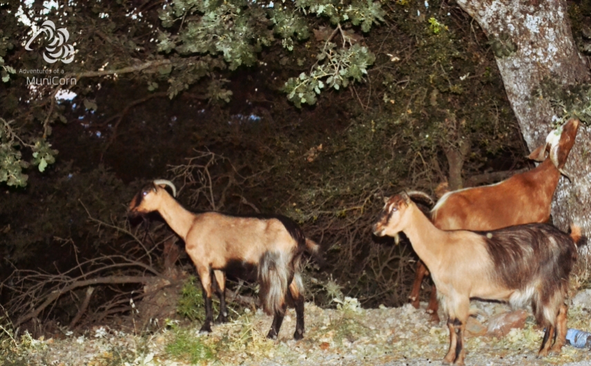 goats of crete